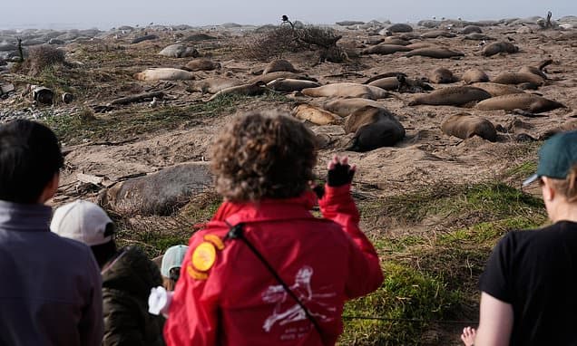 Elephant Seals Battle for Mates on California Coast