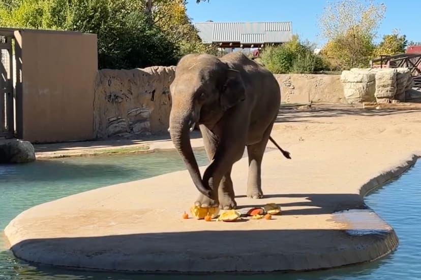 Elephant Celebrates Halloween by Smashing Pumpkin
