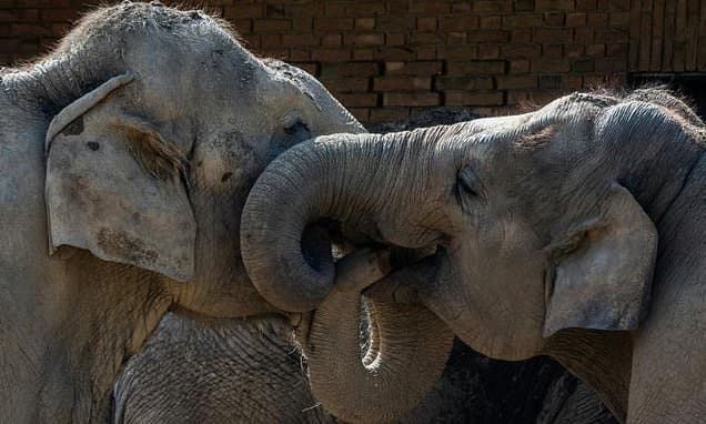 Elephant Whiskers: Nature's High-Tech Touch Sensors