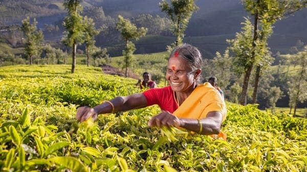 Elevating South Indian Teas: TGLIA Showcases Regional Diversity