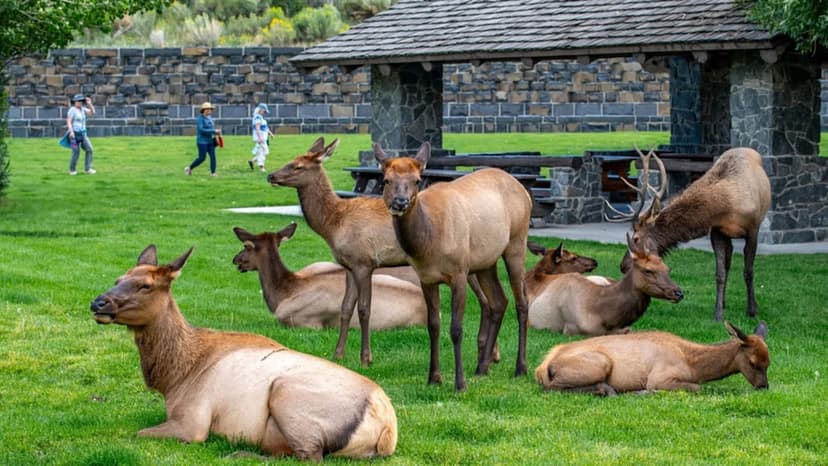 Wild Elk Take Over Entire Colorado Neighborhood
