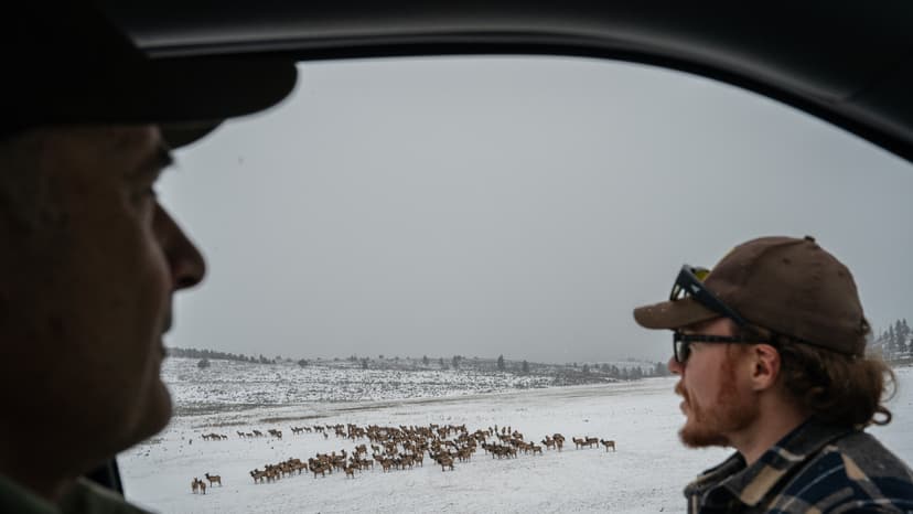 Elk Overrun Blue Mountains Ranchlands