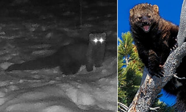 Ohio Welcomes Back Elusive Fisher After 200 Years