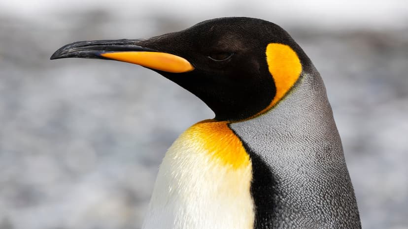Emperor Penguins Now Endangered as Ice Melts