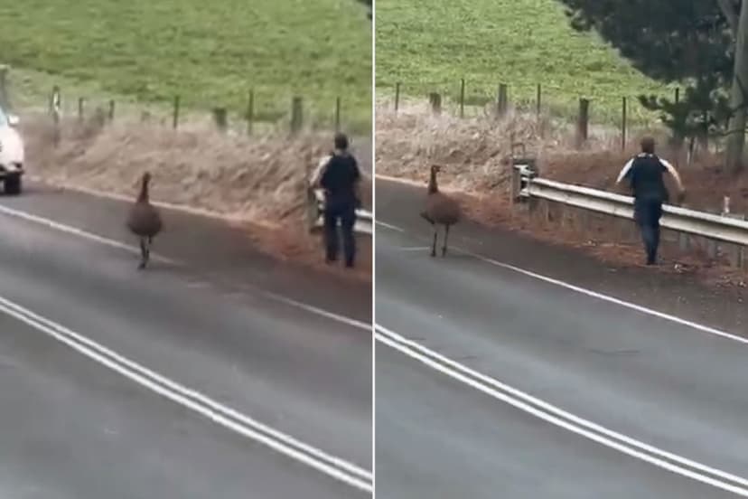 Emu Chase: Officer Runs After Bird on Road