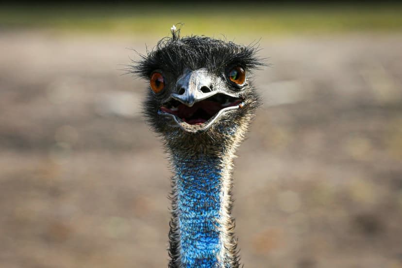 Emu on the Loose: Picasso Escapes Nashville Suburb