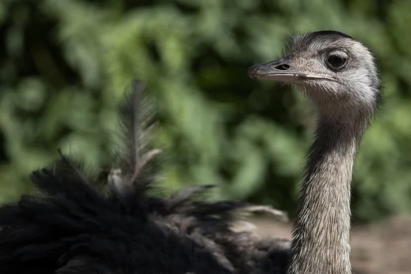 Emu Tragedy: Pitbulls Maul Pet Bird to Death