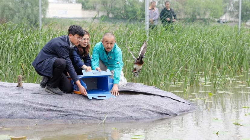 Critically Endangered Ducks Released in World First