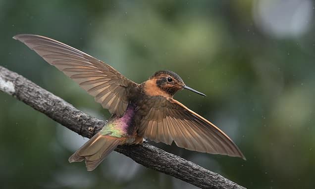 Tiny Hummingbird's Last Stand in Andes