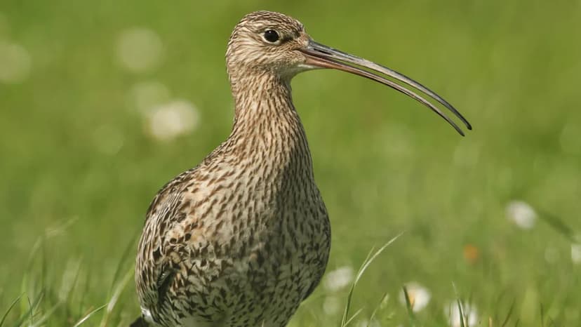 Remarkable Curlew Sighting Boosts Conservation Hopes