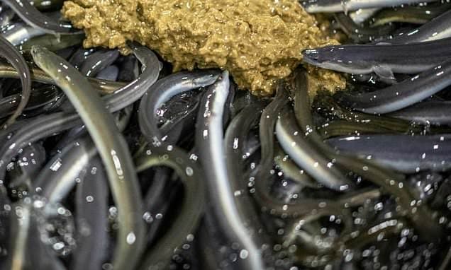 Endangered Eels Face Global Trade Scrutiny in Uzbekistan