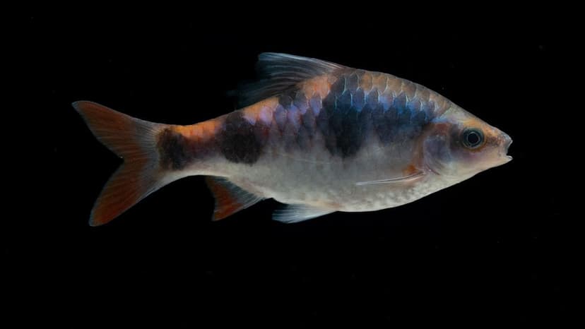 Pollution Endangers Rare Fish in Tamil Nadu River
