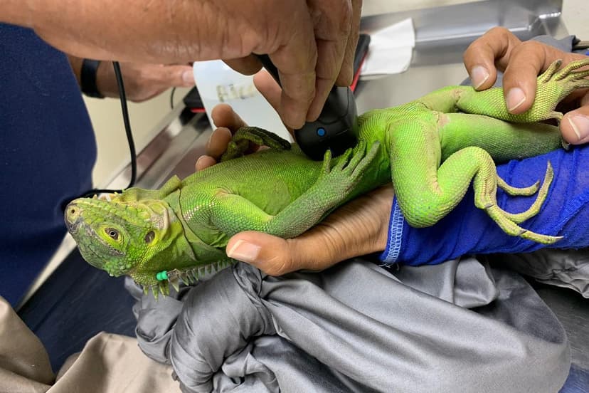 Iguana Love Nest: Critically Endangered Reptiles Thrive