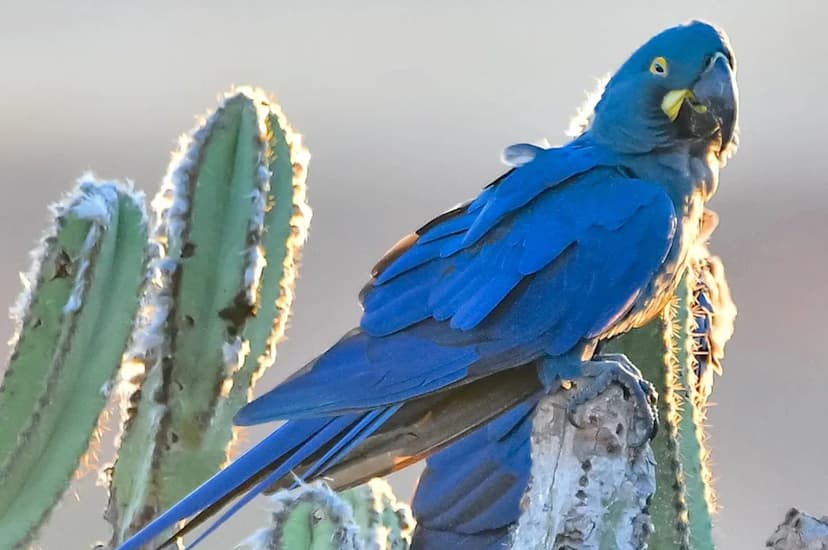 Rare Indigo Macaw's Fragile Home Needs Urgent Aid