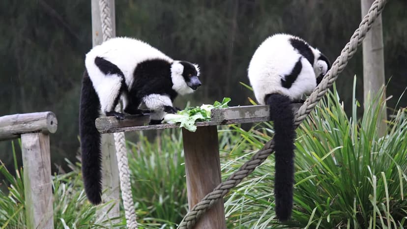 Critically Endangered Lemurs Debut at Central Park Zoo