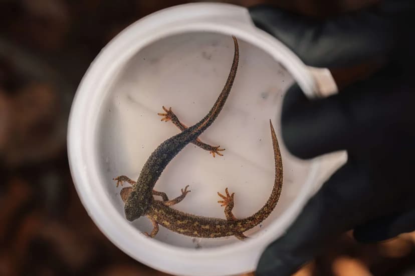 Gold-Speckled Survivors: Zoo's Secret Newt Release