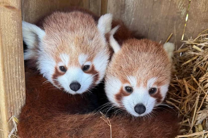 Endangered Red Pandas Find New Hope Abroad