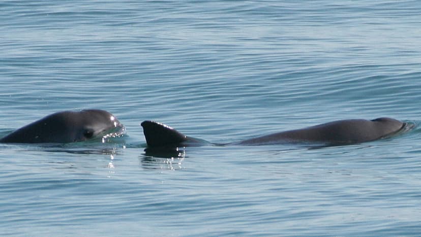 Earth's Rarest Creatures Face Extinction