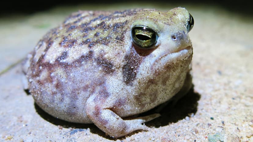 Beloved Squeaky Frog Now Critically Endangered