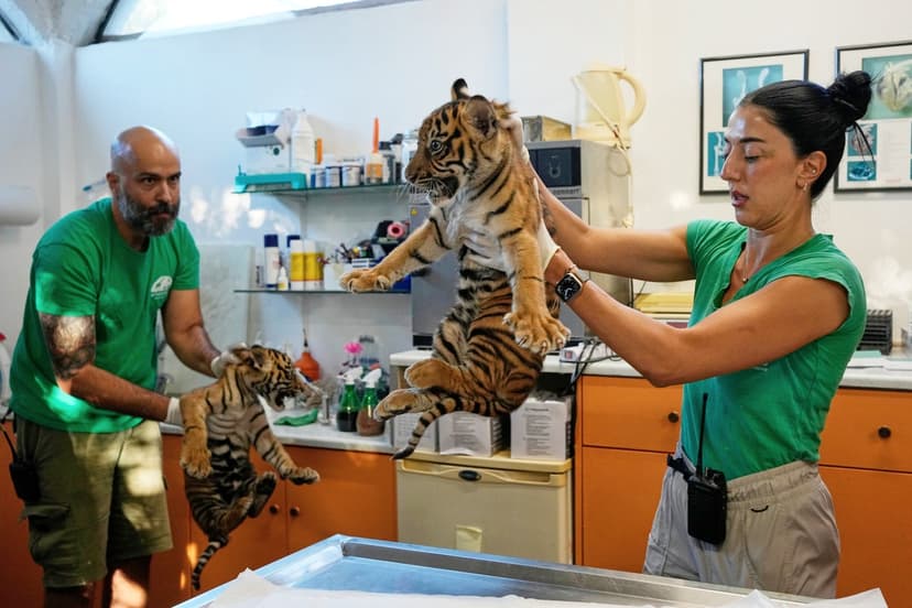 Greece Zoo Welcomes Critically Endangered Sumatran Tiger Cubs
