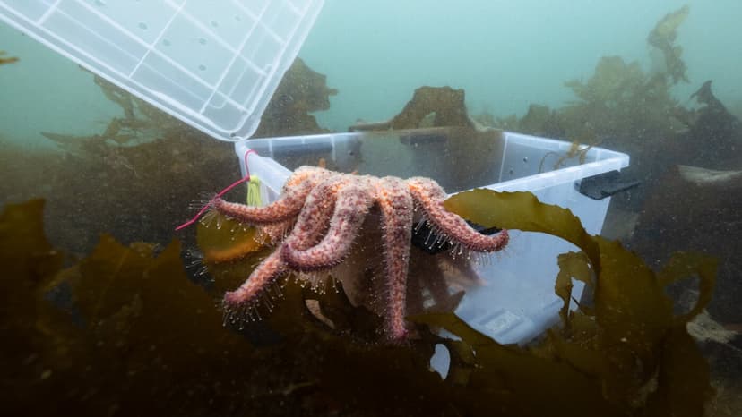 Sea Stars Reborn: Tribe Saves Endangered Species
