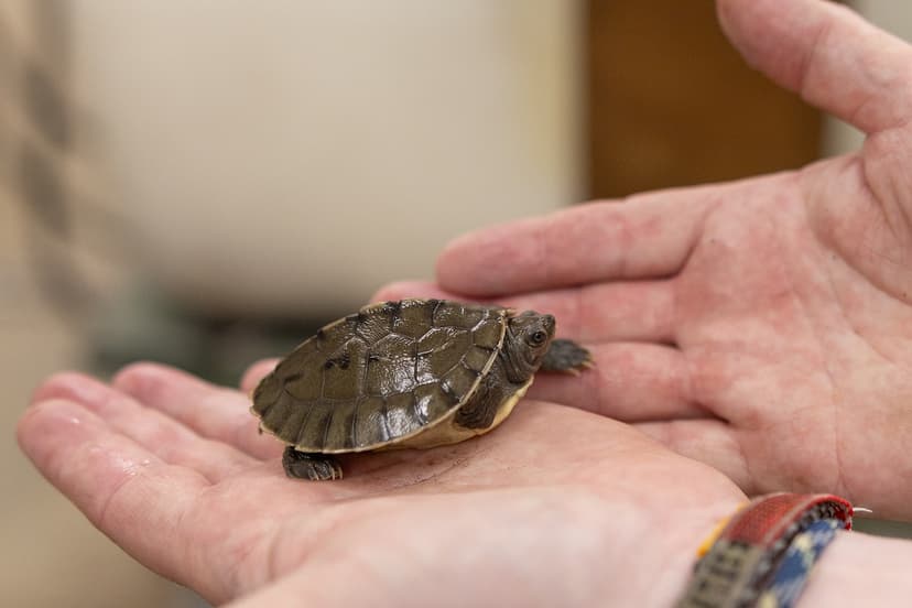Critically Endangered Terrapin Hatches in D.C.