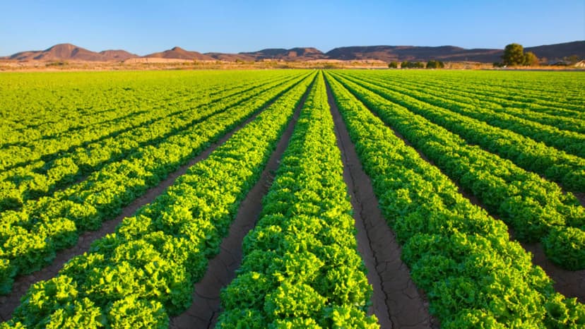 Energy Shock Fuels Fertilizer Costs, Threatens Food Prices