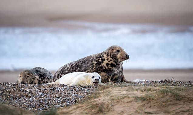 Seal Cam Captures England's Largest Colony Live