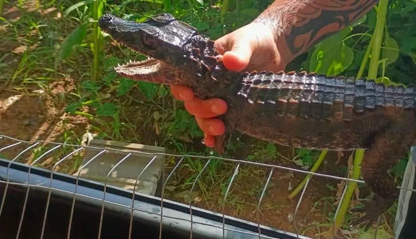 Oklahoma Alert: Caiman Escapes Near Mobile Homes