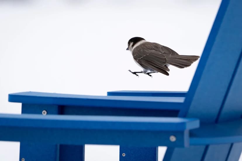 Eugene Braces for Nightly Snow, Little Accumulation Expected