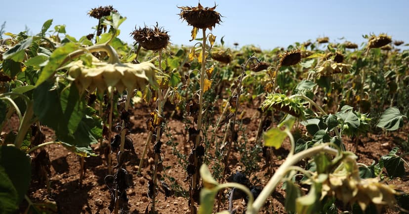 Climate Change Fuels Europe's Severe Droughts
