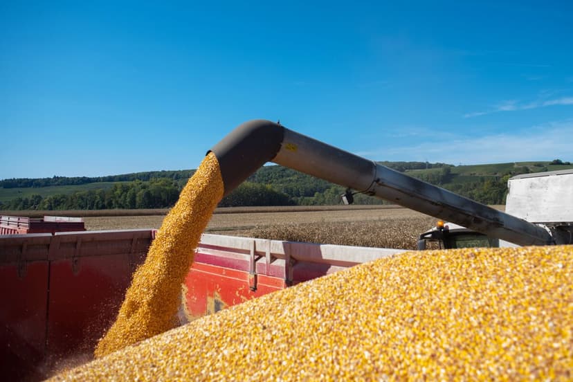European Corn Prices Surge to Two-Year Peak