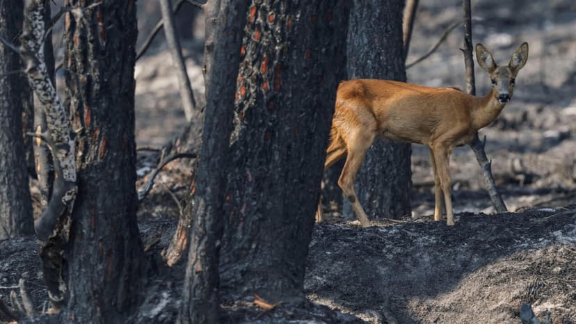 Europe's Climate Shift: Urgent Action Needed
