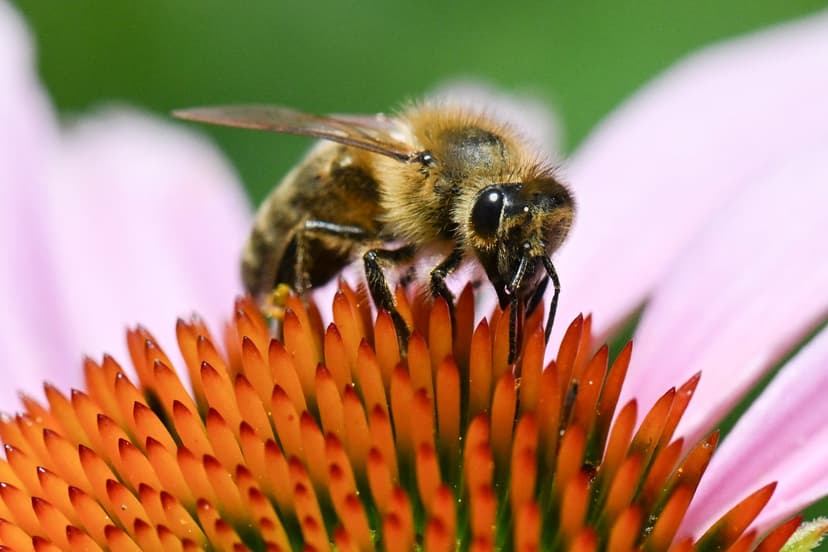 Europe's Health Warmer: Longer Pollen, Hotter Deaths