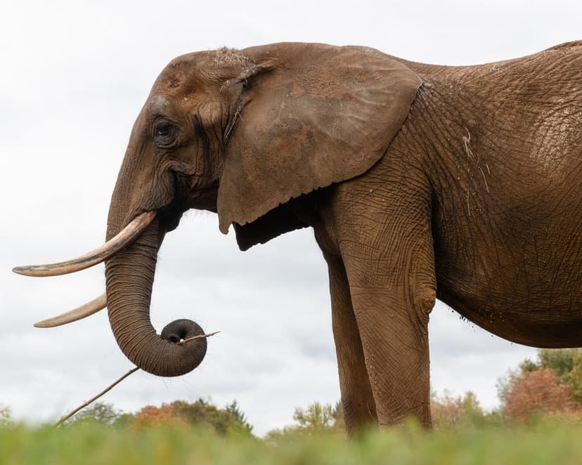 Europe's First Elephant Sanctuary Opens Doors