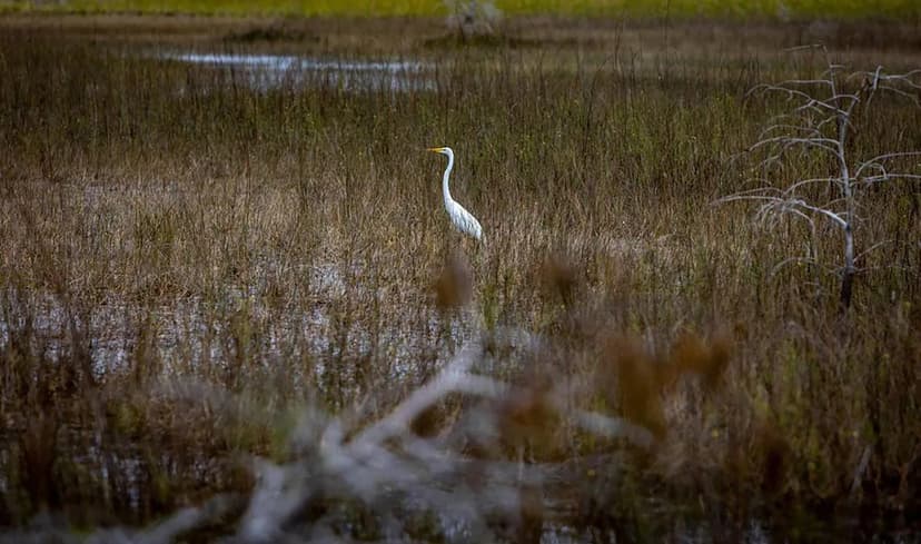 Everglades Restoration: 25 Years In, Still A Work In Progress