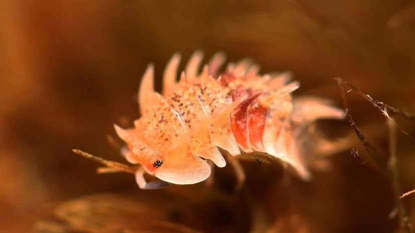 Exotic Isopods: Collector Craze Fuels Extinction Fears