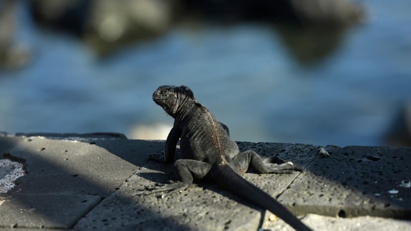 Exotic Pet Trade Fuels Extinction Crisis Online