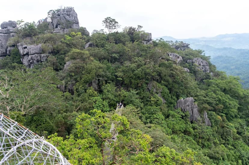 Rare Bloom Resurfaces After 100 Years