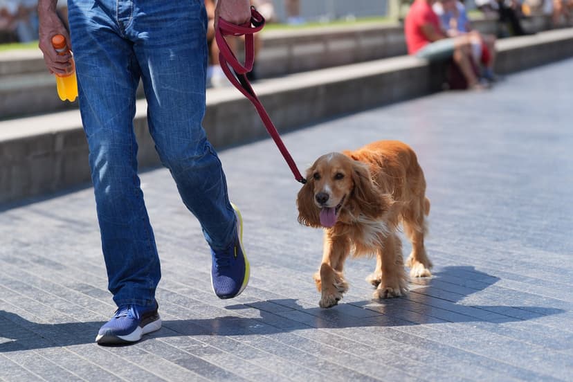 Heatwave Danger: Pets at Risk!