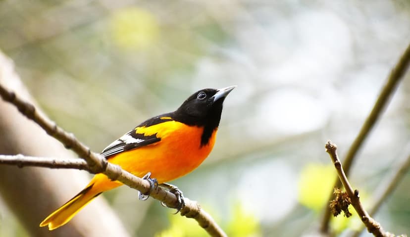 Extreme Weather Shapes Bird Habitats, Study Reveals