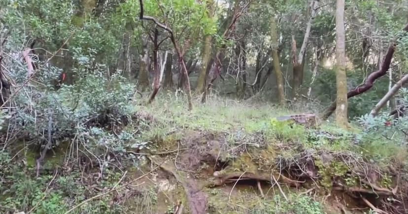 Fairfax Neighbors Save Woods From Development