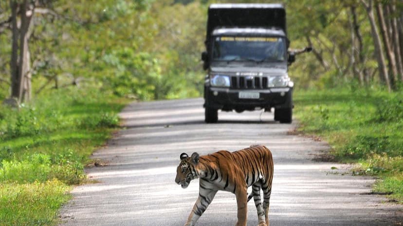 Farmers Threaten Siege Over Resumed Tiger Safaris
