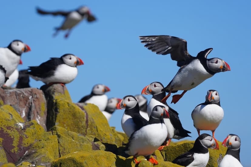Puffin Numbers Plummet on Farne Islands