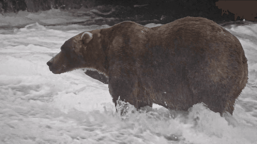 Fat Bear Week Winner Crowned: A Champion's Tale