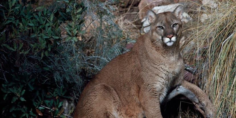 Rare Mountain Lion Attack Claims Hiker's Life in Colorado