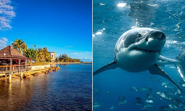 Doctor Mauled to Death by Shark in Paradise
