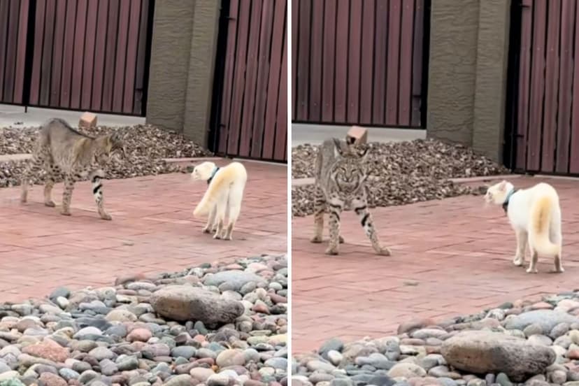 Fearless Feline Confronts Bobcat in Viral TikTok