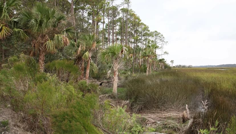 Feral Hogs Battle: New Tactics Deployed on TN-KY Border