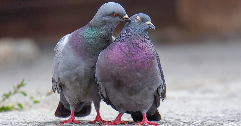 Feral Pigeons: Unsung Heroes of Urban Ecosystems